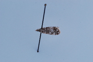  ( - BC MTD Lep 0048)  @12 [ ] Unspecified (default): All Rights Reserved  Unspecified Unspecified