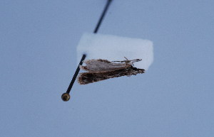  ( - BC MTD Lep 0054)  @12 [ ] Unspecified (default): All Rights Reserved  Unspecified Unspecified