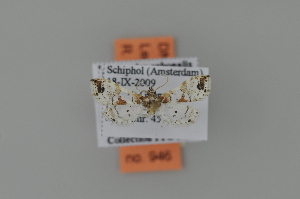  ( - BC MTD 01816)  @12 [ ] Unspecified (default): All Rights Reserved (2011) M. Nuss, Senckenberg Museum of Zoology, Dresden Senckenberg Museum of Zoology, Dresden
