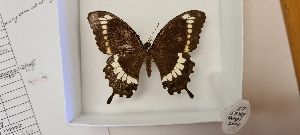  (Papilio canopus - IB_102)  @11 [ ] Unspecified (default): All Rights Reserved  Unspecified Unspecified