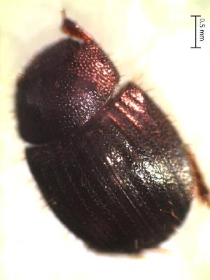  (Trichillidium quadridens - IBS007)  @11 [ ] CreativeCommons - Attribution Non-Commercial Share-Alike (2018) Instituto de Biología Subtropical Instituto de Biología Subtropical