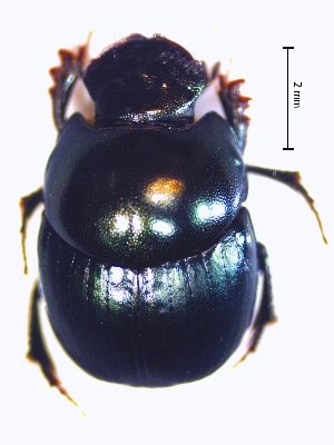  (Canthidium gr. breve - IBS043)  @11 [ ] CreativeCommons - Attribution Non-Commercial Share-Alike (2018) Instituto de Biología Subtropical Instituto de Biología Subtropical