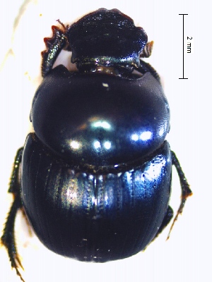  (Canthidium breve - IBS047)  @11 [ ] CreativeCommons - Attribution Non-Commercial Share-Alike (2018) Instituto de Biología Subtropical Instituto de Biología Subtropical