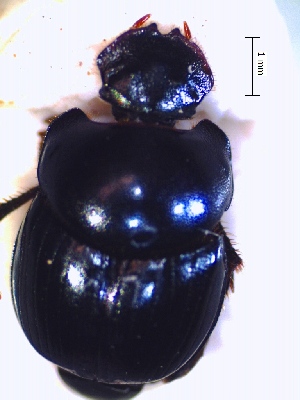  (Canthidium prasinum - IBS059)  @11 [ ] CreativeCommons - Attribution Non-Commercial Share-Alike (2018) Instituto de Biología Subtropical Instituto de Biología Subtropical