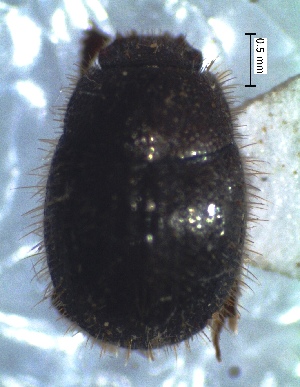  ( - IBS104)  @11 [ ] CreativeCommons - Attribution Non-Commercial Share-Alike (2018) Instituto de Biología Subtropical Instituto de Biología Subtropical
