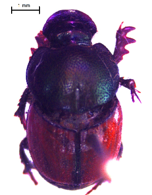  ( - IBS154)  @11 [ ] CreativeCommons - Attribution Non-Commercial Share-Alike (2018) Instituto de Biología Subtropical Instituto de Biología Subtropical