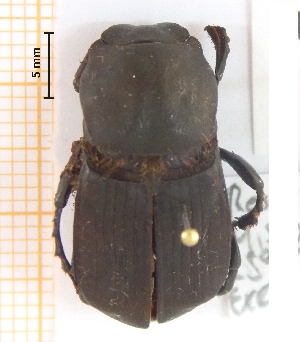  (Eurysternus howdeni - IBS177)  @11 [ ] CreativeCommons - Attribution Non-Commercial Share-Alike (2018) Instituto de Biología Subtropical Instituto de Biología Subtropical