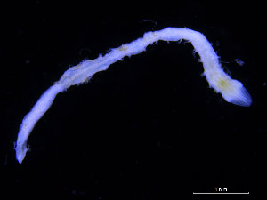  ( - ZMBN_115716)  @11 [ ] CreativeCommons - Attribution Non-Commercial Share-Alike (2017) University of Bergen Natural History Collections