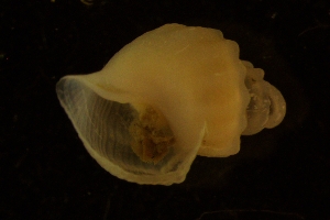  (Admete contabulata - ZMBN_137096)  @11 [ ] Creative Commons BY NC SA (2023) University of Bergen Natural History Collections