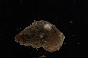  (Frigidoalvania janmayeni - ZMBN_137129)  @11 [ ] Creative Commons BY NC SA (2022) University of Bergen Natural History Collections
