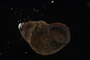 (Alvania cf. moerchii - ZMBN_137159)  @11 [ ] Creative Commons BY NC SA (2022) University of Bergen Natural History Collections