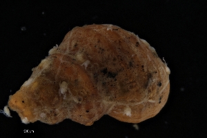  ( - ZMBN_137161)  @11 [ ] Creative Commons BY NC SA (2022) University of Bergen Natural History Collections