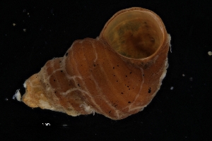  ( - ZMBN_137161)  @11 [ ] Creative Commons BY NC SA (2022) University of Bergen Natural History Collections