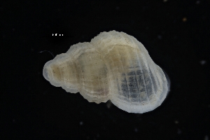  ( - ZMBN_137167)  @11 [ ] Creative Commons BY NC SA (2022) University of Bergen Natural History Collections