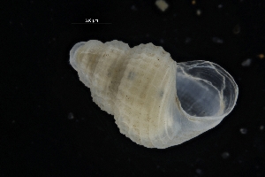  ( - ZMBN_137167)  @11 [ ] Creative Commons BY NC SA (2022) University of Bergen Natural History Collections