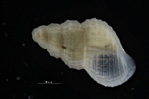  ( - ZMBN_137186)  @11 [ ] Creative Commons BY NC SA (2022) University of Bergen Natural History Collections