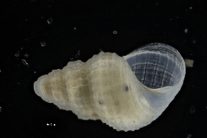  ( - ZMBN_137186)  @11 [ ] Creative Commons BY NC SA (2022) University of Bergen Natural History Collections