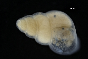  (Pseudosetia - ZMBN_137194)  @11 [ ] Creative Commons BY NC SA (2022) University of Bergen Natural History Collections