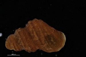  (Frigidoalvania - ZMBN_137206)  @11 [ ] Creative Commons BY NC SA (2022) University of Bergen Natural History Collections