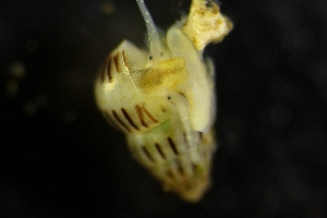  (Pusillina - ZMBN_138153)  @11 [ ] Creative Commons BY NC SA (2022) University of Bergen Natural History Collections