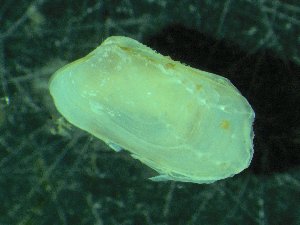 ( - ZMBN_139739)  @11 [ ] Creative Commons BY NC SA (2021) University of Bergen Natural History Collections