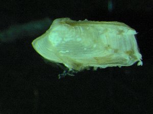  ( - ZMBN_139740)  @11 [ ] Creative Commons BY NC SA (2021) University of Bergen Natural History Collections