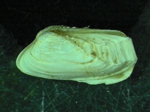  ( - ZMBN_139741)  @11 [ ] Creative Commons BY NC SA (2021) University of Bergen Natural History Collections