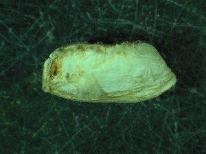 ( - ZMBN_139742)  @11 [ ] Creative Commons BY NC SA (2021) University of Bergen Natural History Collections