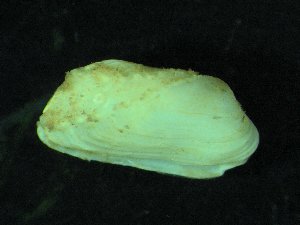  ( - ZMBN_139744)  @11 [ ] Creative Commons BY NC SA (2021) University of Bergen Natural History Collections