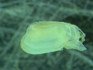  ( - ZMBN_139745)  @11 [ ] Creative Commons BY NC SA (2021) University of Bergen Natural History Collections