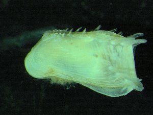  ( - ZMBN_139746)  @11 [ ] Creative Commons BY NC SA (2021) University of Bergen Natural History Collections