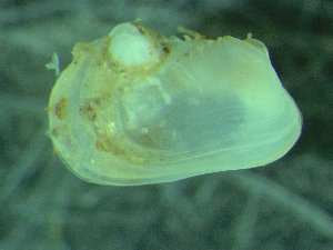 ( - ZMBN_139747)  @11 [ ] Creative Commons BY NC SA (2021) University of Bergen Natural History Collections