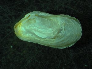  ( - ZMBN_139748)  @11 [ ] Creative Commons BY NC SA (2021) University of Bergen Natural History Collections