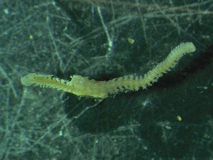  ( - ZMBN_140031)  @11 [ ] Creative Commons BY NC SA (2022) University of Bergen Natural History Collections