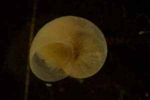  ( - ZMBN_146201)  @11 [ ] Creative Commons BY SA (2024) University of Bergen Natural History Collections