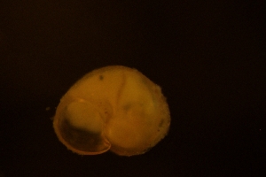  (Obtusella - ZMBN_147498-1)  @11 [ ] Creative Commons BY SA (2024) University of Bergen Natural History Collections