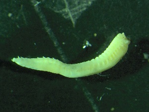  ( - ZMBN_149857)  @11 [ ] Creative Commons BY NC SA (2022) University of Bergen Natural History Collections