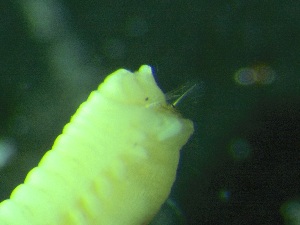  ( - ZMBN_149857)  @11 [ ] Creative Commons BY NC SA (2022) University of Bergen Natural History Collections