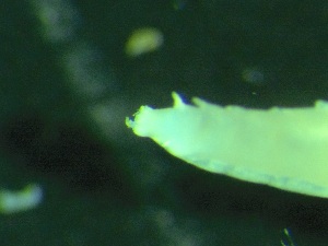  ( - ZMBN_149857)  @11 [ ] Creative Commons BY NC SA (2022) University of Bergen Natural History Collections