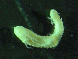  ( - ZMBN_149858)  @11 [ ] Creative Commons BY NC SA (2022) University of Bergen Natural History Collections