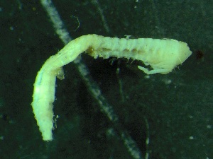  ( - ZMBN_149859)  @11 [ ] Creative Commons BY NC SA (2022) University of Bergen Natural History Collections