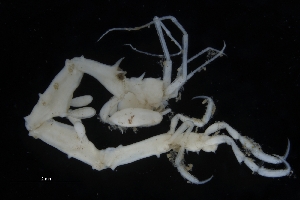  ( - ZMBN_154161)  @11 [ ] Creative Commons BY SA (2024) University of Bergen Natural History Collections