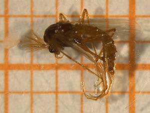  ( - NI Chi 42)  @11 [ ] CreativeCommons - Attribution Non-Commercial Share-Alike (2018) Agnes-Katharina Kreiling Holar University