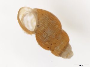  ( - EI-JRH-20-3-1)  @11 [ ] CreativeCommons - Attribution Non-Commercial Share-Alike (2019) Unspecified Tromsø University Museum