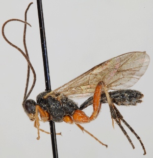  ( - FICH-001396)  @11 [ ] CreativeCommons - Attribution Non-Commercial (2013) Marko Mutanen University of Oulu