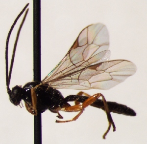  (Tromatobia forsiusi - FICH-001966)  @13 [ ] CreativeCommons - Attribution Non-Commercial (2016) Marko Mutanen University of Oulu