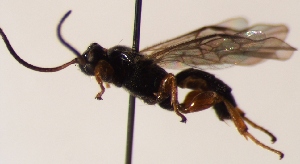  (Triclistus lativentris - FICH-002210)  @12 [ ] CreativeCommons - Attribution Non-Commercial (2016) Marko Mutanen University of Oulu