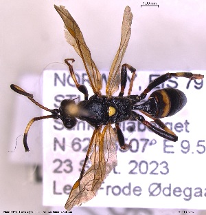  (Ichneumon rudolphi - HYMNI3782)  @11 [ ] Creative Commons  Attribution Non-Commercial Share-Alike (2045) NTNU University Museum, Department of Natural History NTNU University Museum, Department of Natural History