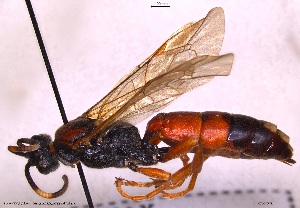  (Ichneumon karpatica - HYMNI3785)  @11 [ ] Creative Commons  Attribution Non-Commercial Share-Alike (2048) NTNU University Museum, Department of Natural History NTNU University Museum, Department of Natural History