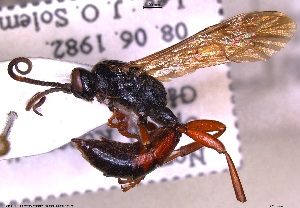  (Ichneumon subalpinus - HYMNI3787)  @11 [ ] Creative Commons  Attribution Non-Commercial Share-Alike (2050) NTNU University Museum, Department of Natural History NTNU University Museum, Department of Natural History